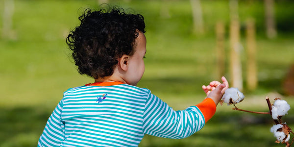 Image of a baby outside, gently touching a dried organic cotton plant. The baby is wearing a Ducky Zebra turquoise stripe long sleeve bodysuit with an orange trim.