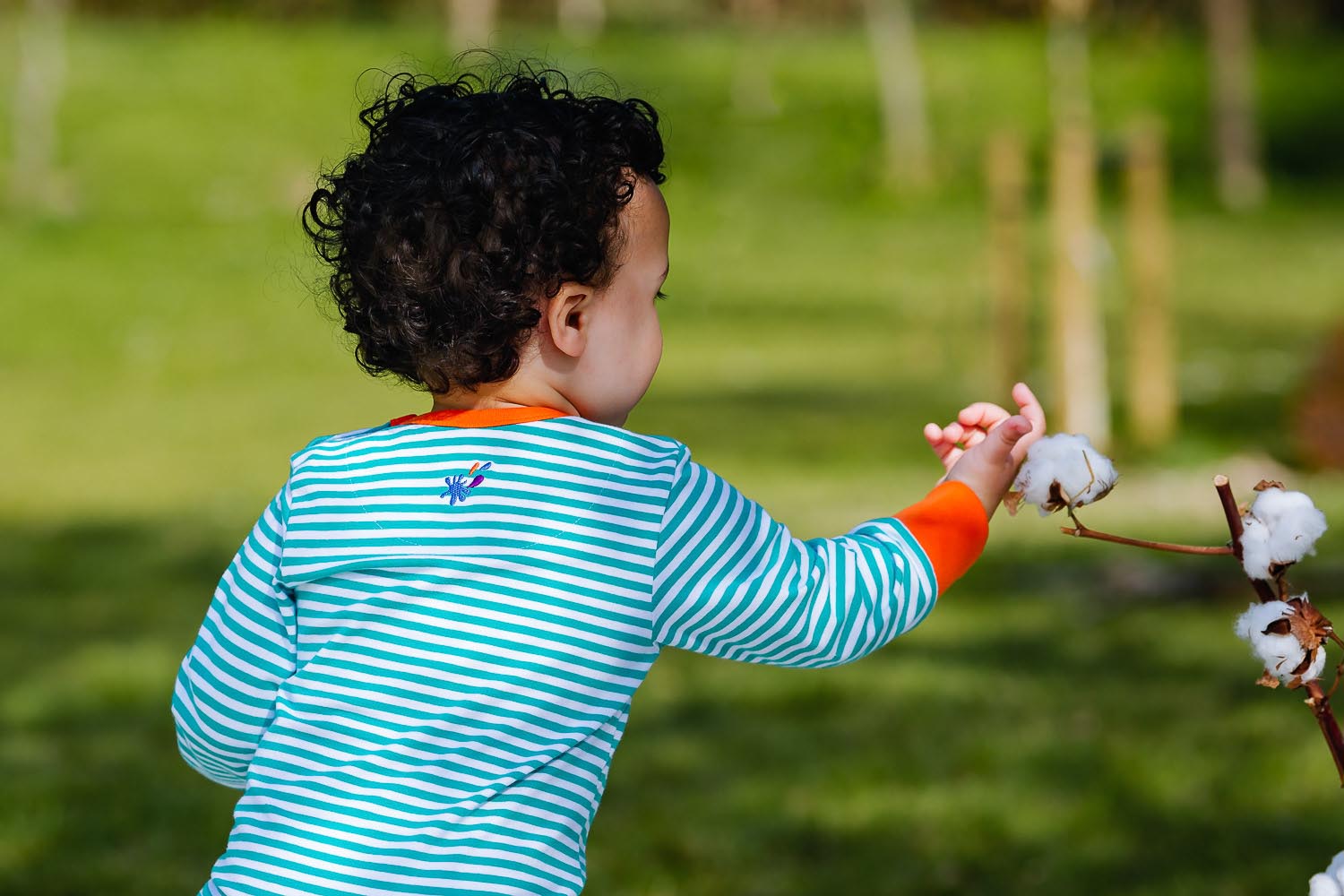 Image of a toddler, with its back to the camera, gently touching dried organic cotton. The toddler is wearing a Ducky Zebra turquoise stripe baby bodysuit 